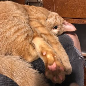 Meet your Posher, Ellei